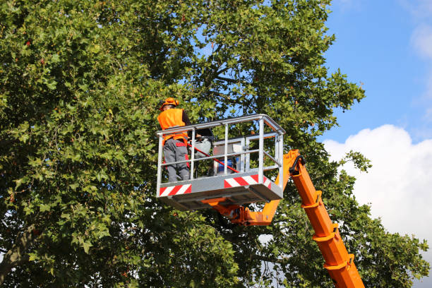 Best Tree Removal Services  in Modesto, CA